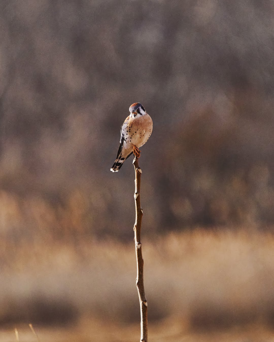 vertical kestrel test