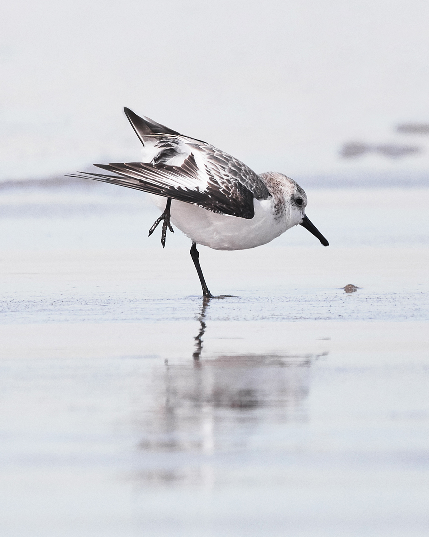 sanderling at Breezy Point